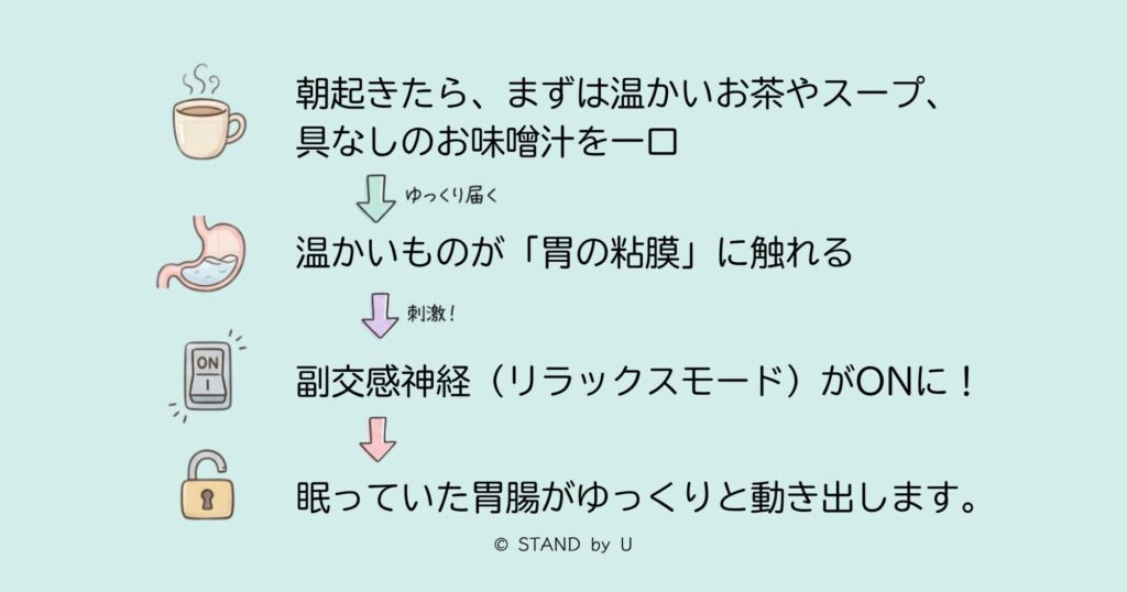 胃腸をあたたかい水分で起こす